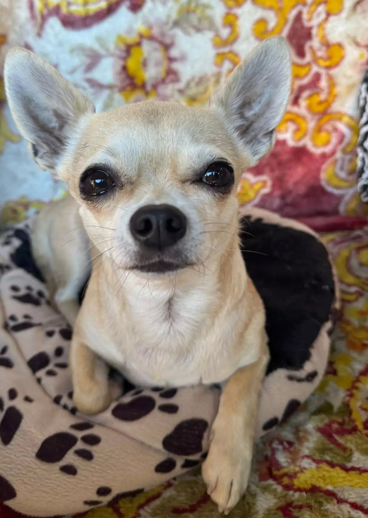 files/perro-chihuahua.webp